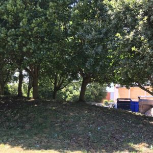 Commercial Tree Work